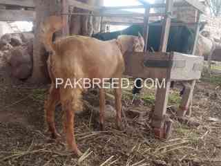 goat-for-sale-in-multan