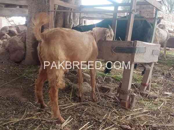 goat-for-sale-in-multan-big-0