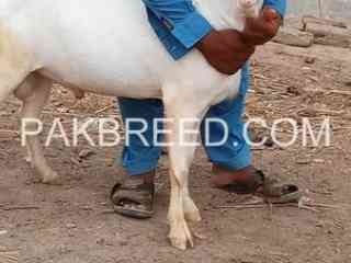 goat-for-sale-in-rahim-yar-khan