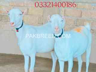 goat-for-sale-in-multan