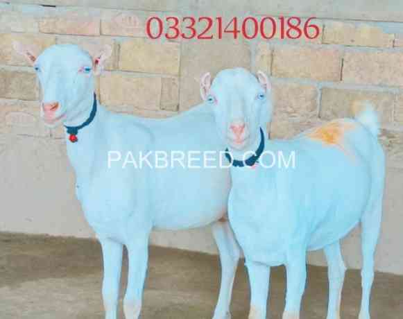 goat-for-sale-in-multan-big-0