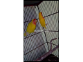 birds-for-sell-small-1