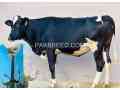 cow-for-sale-in-sawabi-small-0