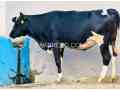 cow-for-sale-in-sawabi-small-1