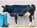 cow-for-sale-in-sawabi-small-2