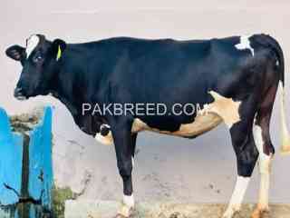 cow-for-sale-in-sawabi