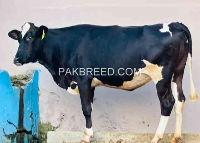 cow-for-sale-in-sawabi-big-0