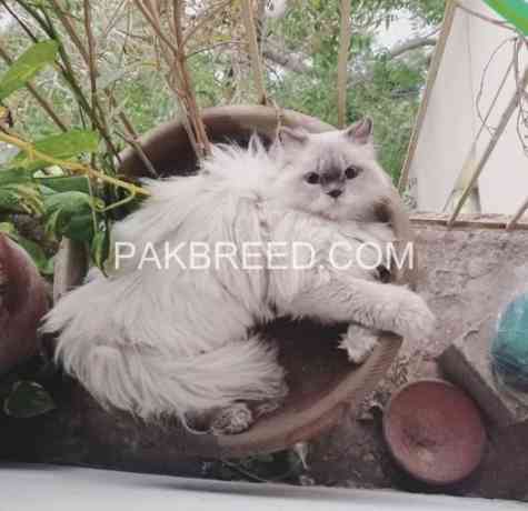 cats-sale-in-karachi-big-0