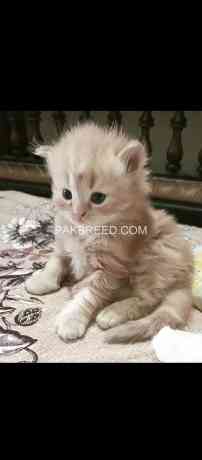 persian-kitten-big-1