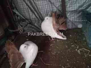 red-tail-black-tail-breeder-pair