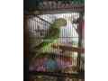 raw-parrot-pair-small-2