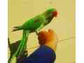 raw-parrot-pair-small-1