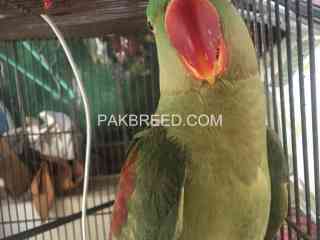 raw-parrot-pair