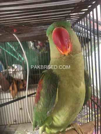 raw-parrot-pair-big-0