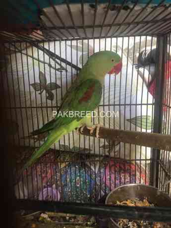 raw-parrot-pair-big-2