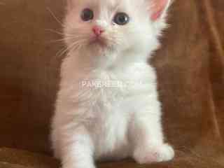 white-persian-triple-coated-kittens-blue-eyes-punch-face