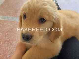 golden-retriever-pups-are-available