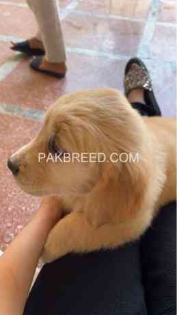 golden-retriever-pups-are-available-big-1