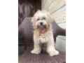 a-lovely-shipoo-is-looking-for-a-new-home-small-0