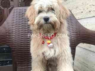 a-lovely-shipoo-is-looking-for-a-new-home