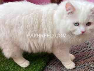 persian-cat-male-looking-for-new-home