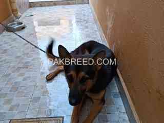 female-german-shepherd-is-looking-for-a-new-home