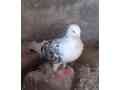 fancy-beautiful-pigeons-small-1