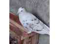 fancy-beautiful-pigeons-small-4