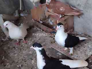 fancy-beautiful-pigeons