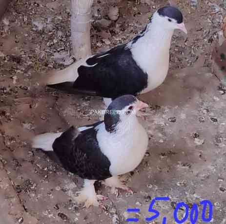 fancy-beautiful-pigeons-big-2