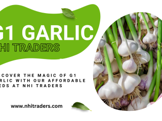 premium-g1-garlic-seeds-from-nhi-traders-at-unbeatable-prices