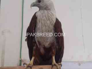 brahminy-kite-red-backed-young-1eagle