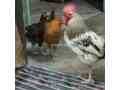 desi-golden-misri-hens-pathi-murgi-murga-small-3