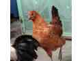 desi-golden-misri-hens-pathi-murgi-murga-small-4