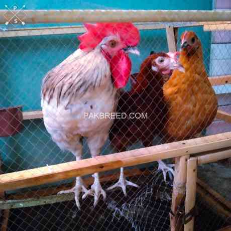 desi-golden-misri-hens-pathi-murgi-murga-big-0