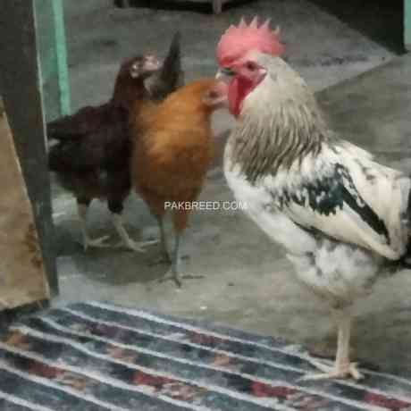 desi-golden-misri-hens-pathi-murgi-murga-big-3