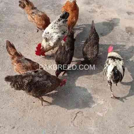 desi-golden-misri-hens-pathi-murgi-murga-big-2