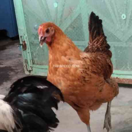 desi-golden-misri-hens-pathi-murgi-murga-big-4